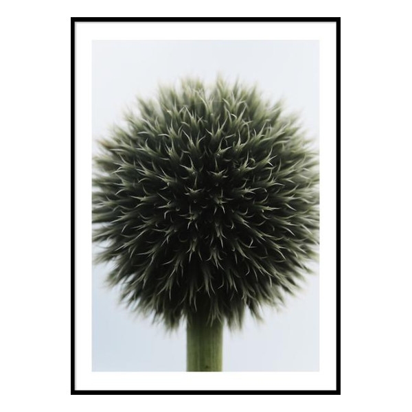 posters-prints-flower-ball-poster-1_600x600